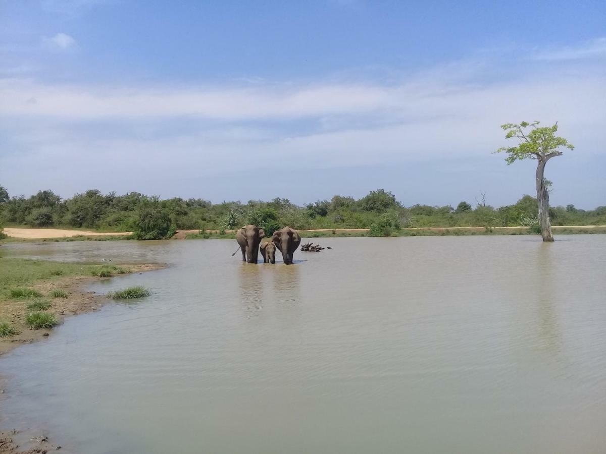 Tusker'S Paradise Safari Villa Удавалаве Екстер'єр фото