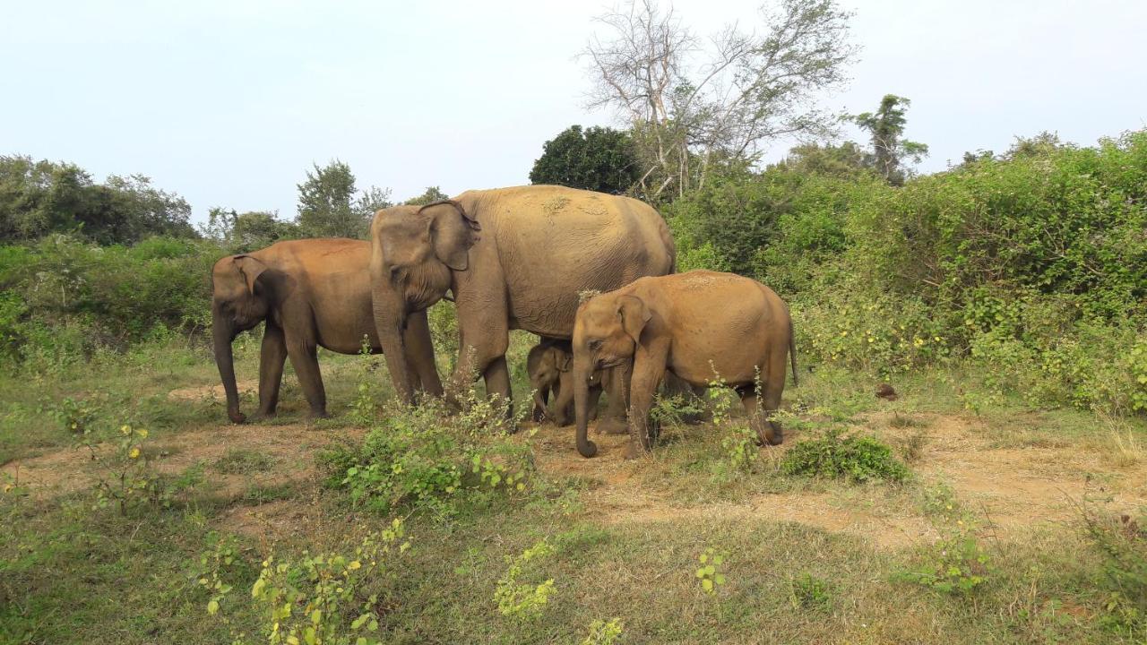 Tusker'S Paradise Safari Villa Удавалаве Екстер'єр фото